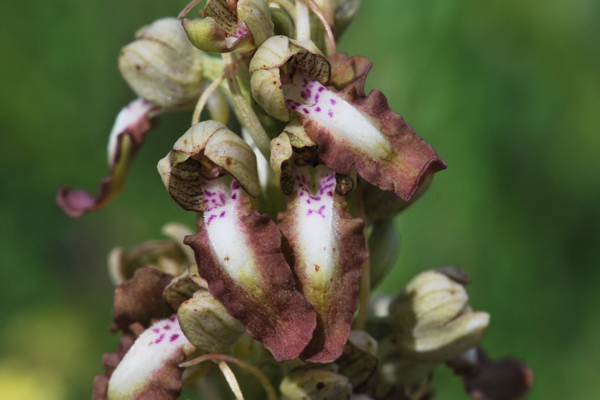 Variété de la bouc Priair11