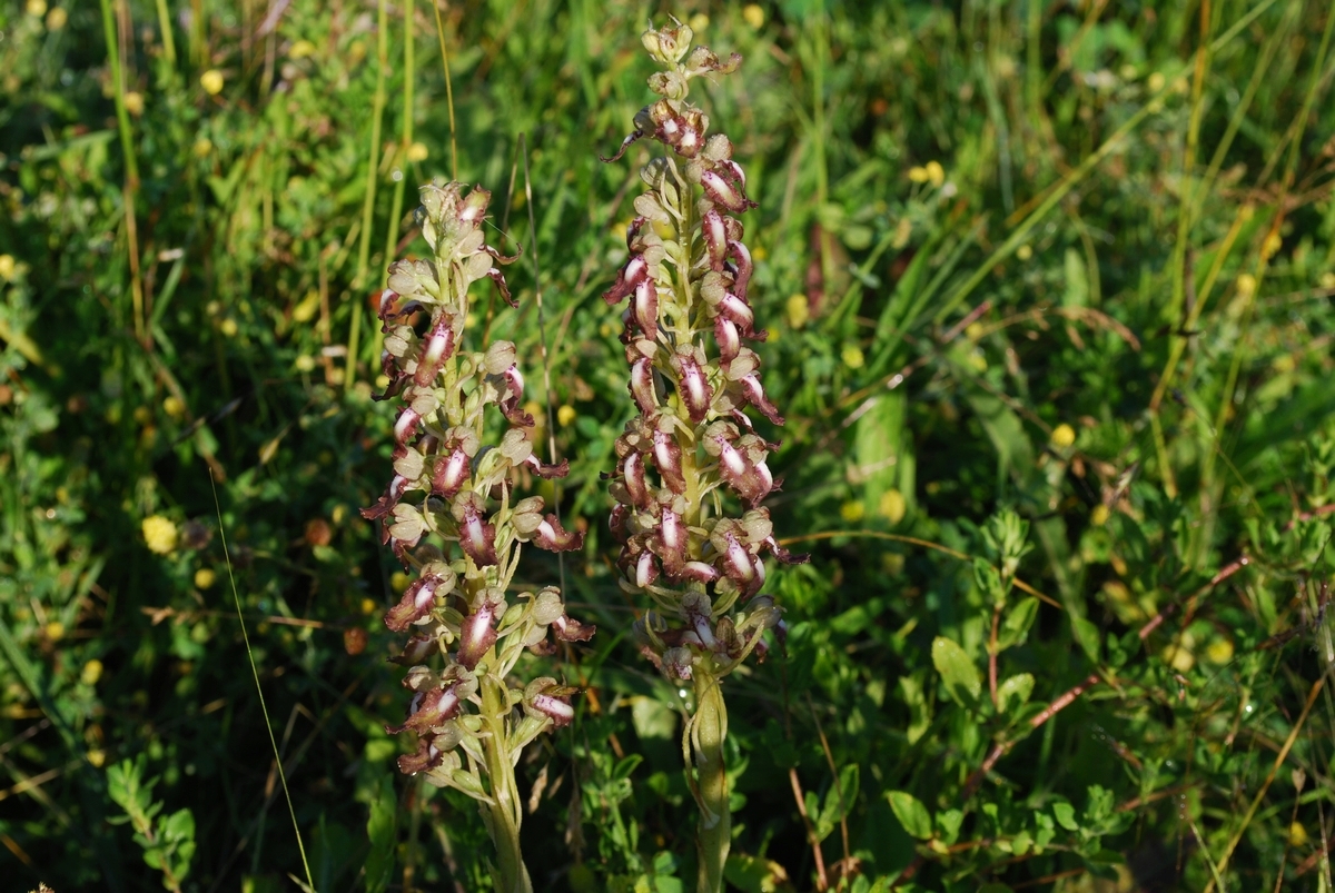 Variété de la bouc Priare12