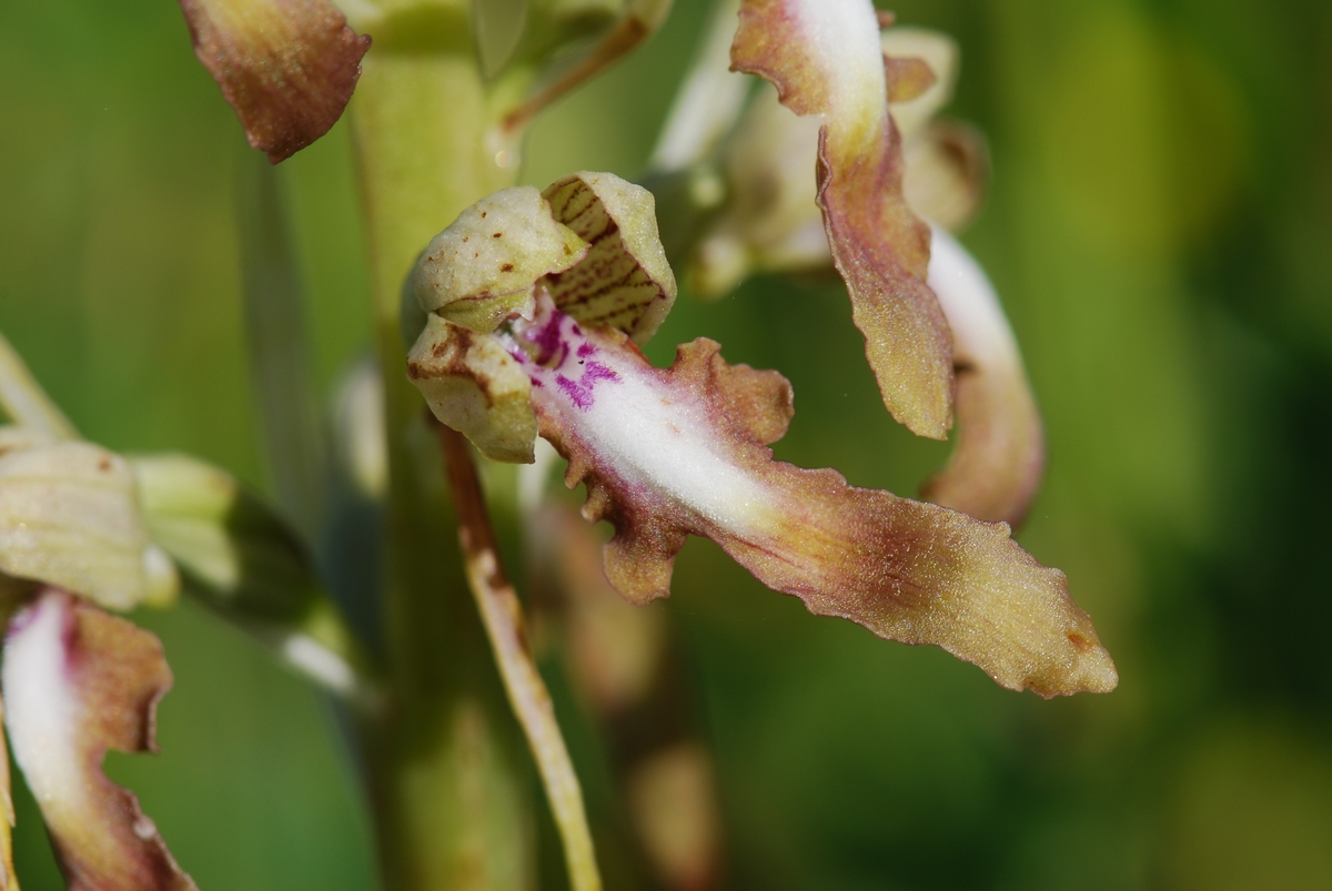 Variété de la bouc Priare16