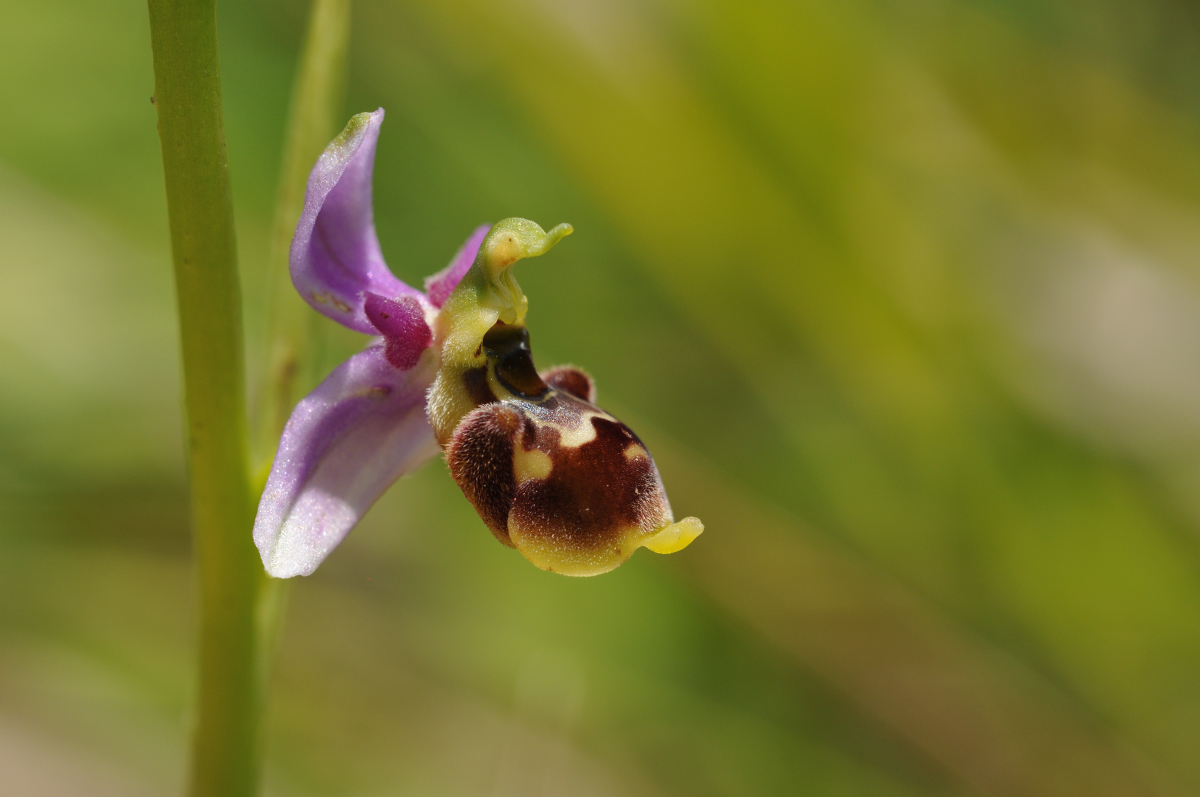 Ophrys santonica....quelques photos Santon16