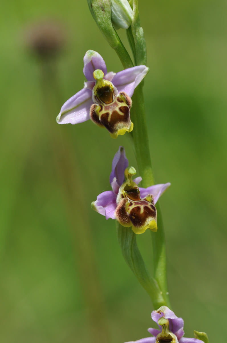 Ophrys santonica....quelques photos Santon19