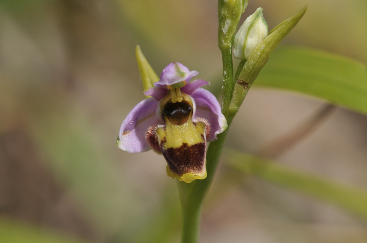 Ophrys santonica....quelques photos Santon22