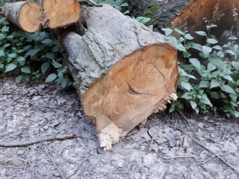 QUE POURRAIT ON BIEN FAIRE AVEC DES PLANCHES DE THUYAS 20180674
