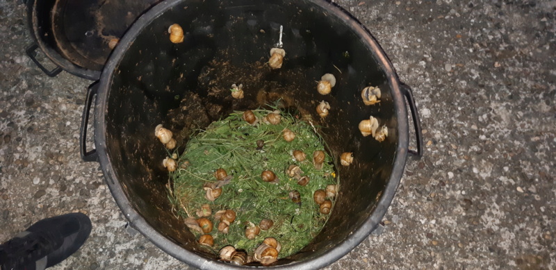 FABRICATION d'un hôtel à escargots pour les schtroumfs 20201038