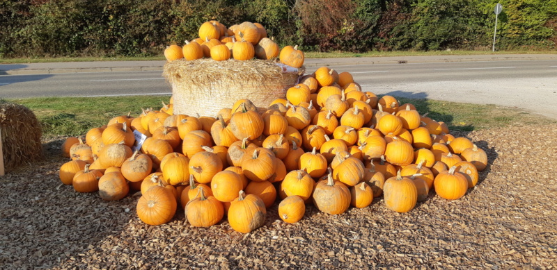 CITROUILLES ou COURGES d'HALLOWEEN ??? 20211014
