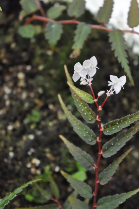 Essais avec Begonia pteridiformis Janvie73