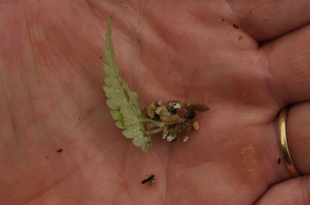 Begonia pteridiformis Octobr16