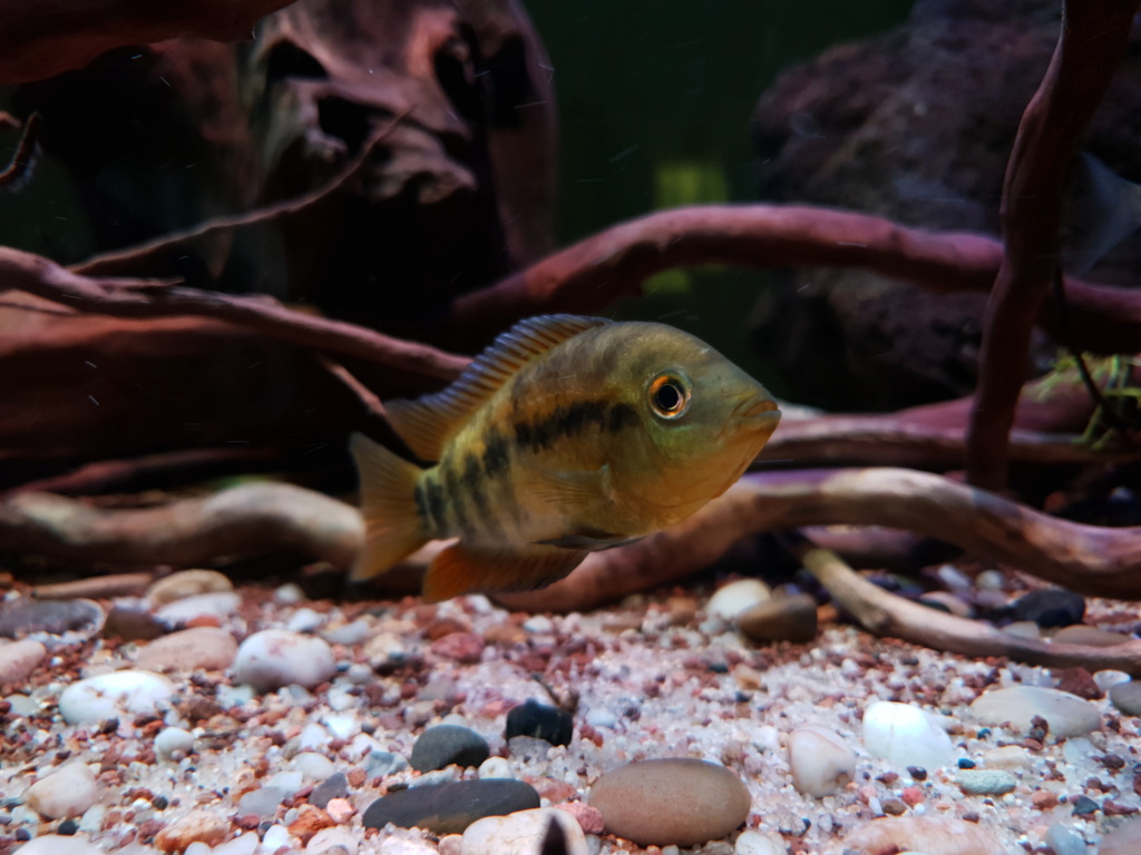 Herotilapia multispinosa, rainbow cichlid. (Günther, 1867) - Página 4 20190115