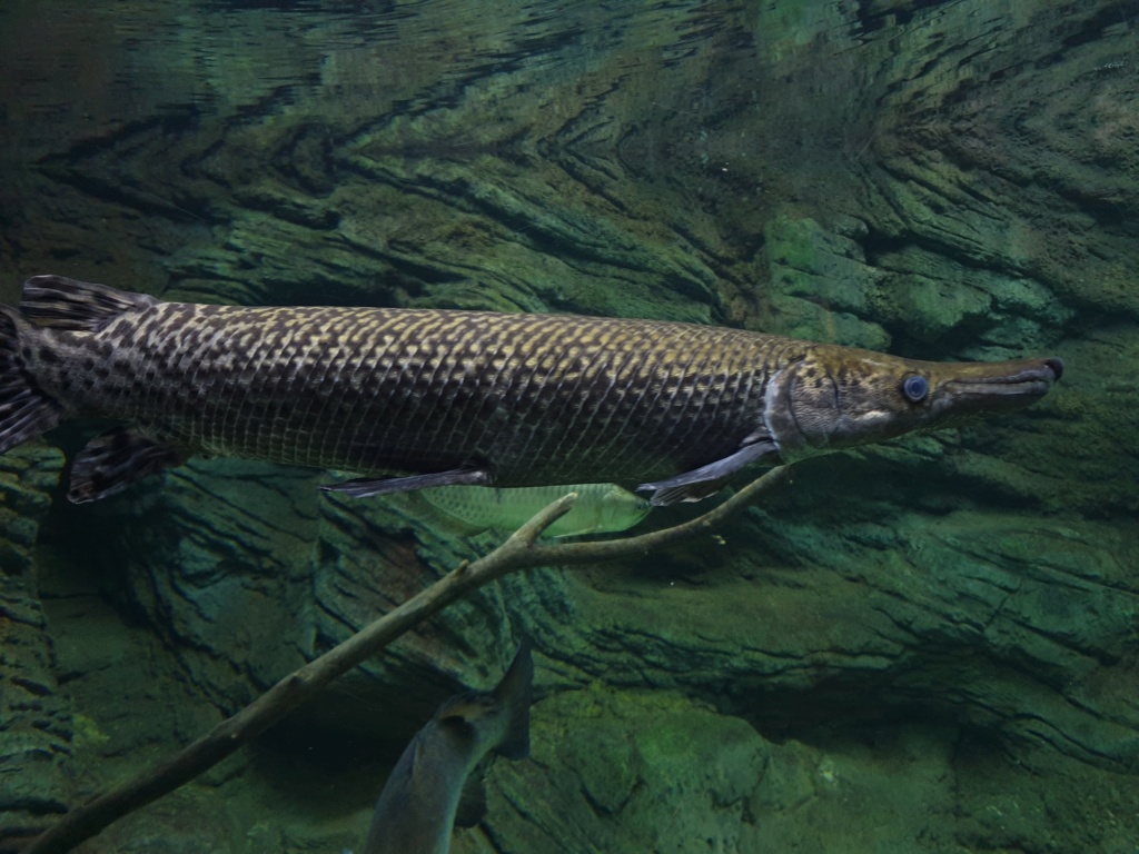 ACUARIO DE ZARAGOZA - Página 3 20190334