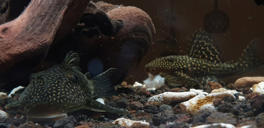 Hypostomus regani, (Ihering 1905) - Página 3 20191013