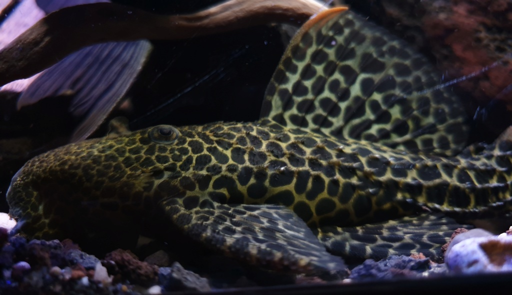 Pseudacanthicus leopardus (Fowler, 1914) - L114  - Página 4 20191110