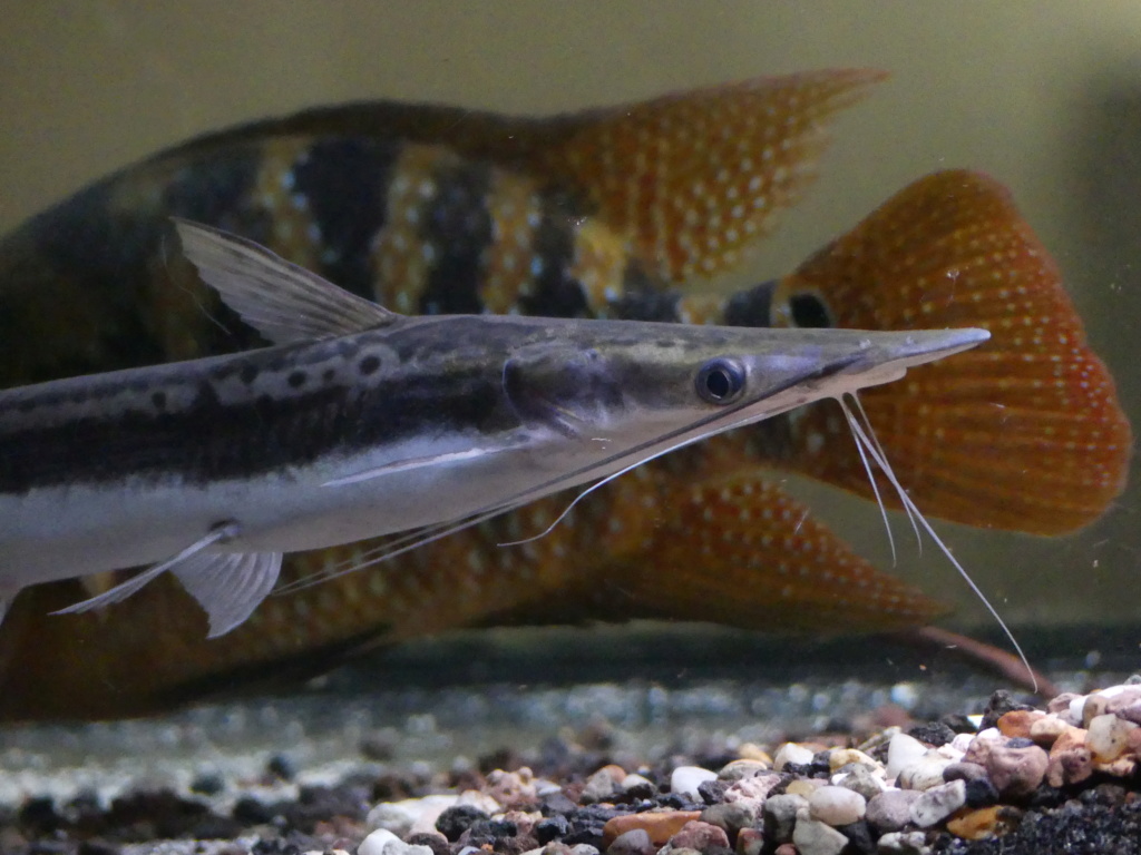 Sorubim lima (Duckbill catfish) 636da010