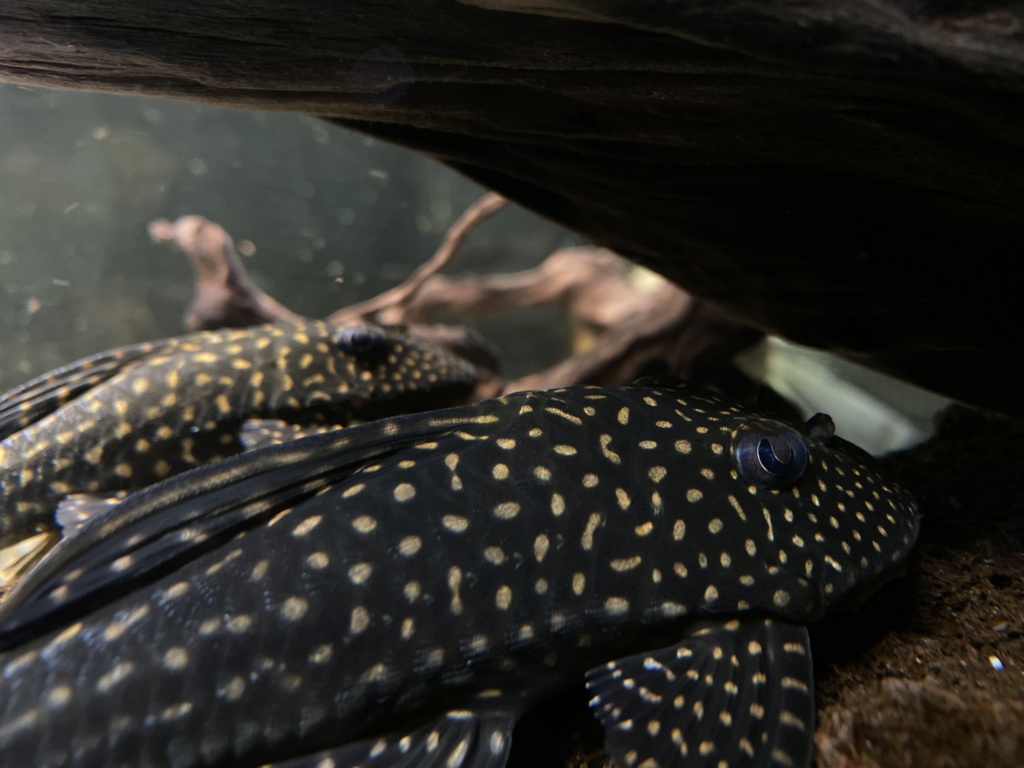 Hypostomus regani, (Ihering 1905) - Página 3 86cdd210