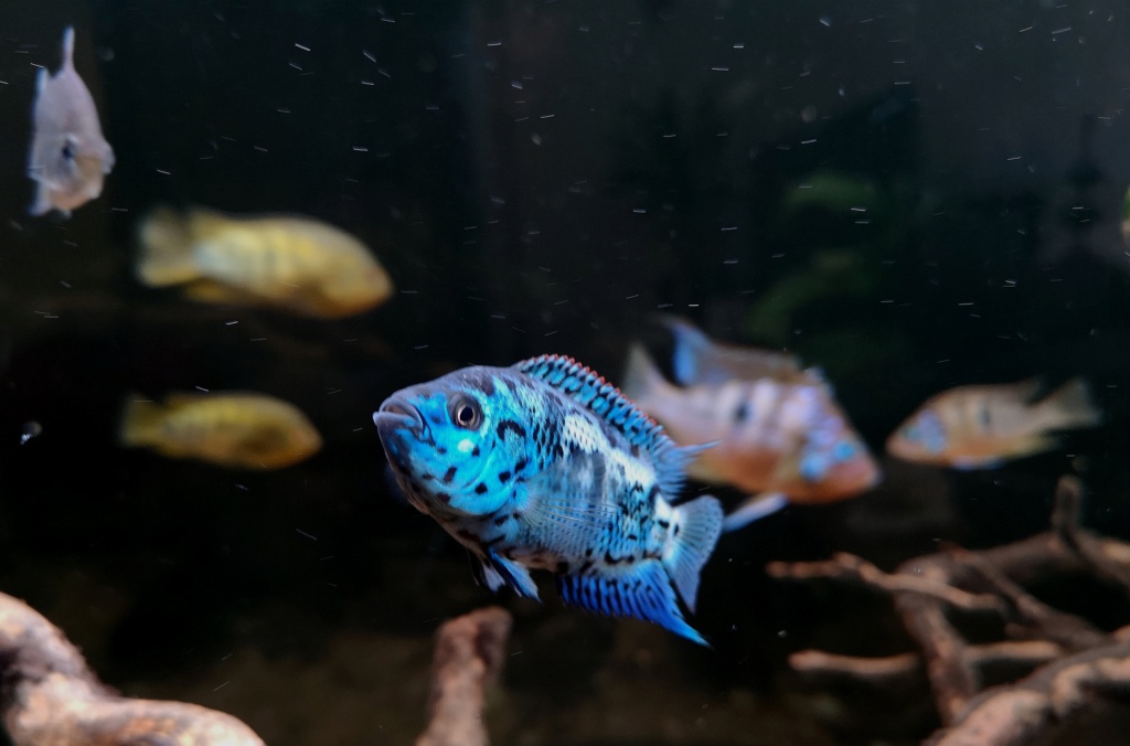 Rocio octofasciata (REGAN, 1903) - Jack Dempsey Cichlid  - Página 2 Img_2067