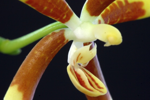 Phalaenopsis fuscata C_fusc11