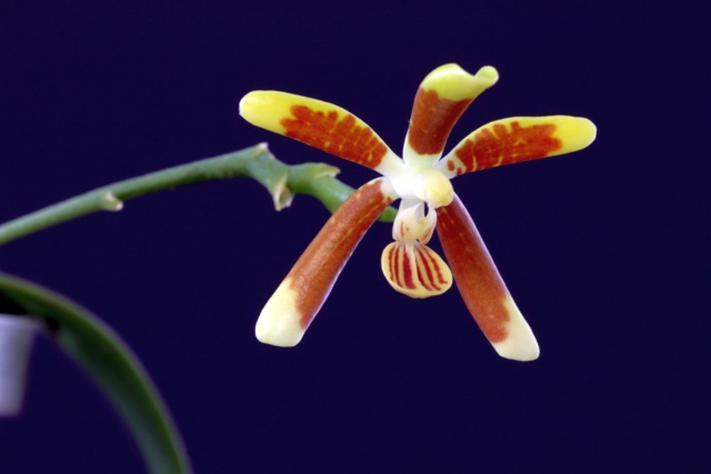 Phalaenopsis fuscata C_fusc12