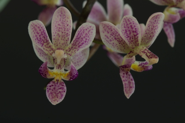 Phalaenopsis equestris x finleyi (Donna's Delight ) - Seite 3 Img_1713