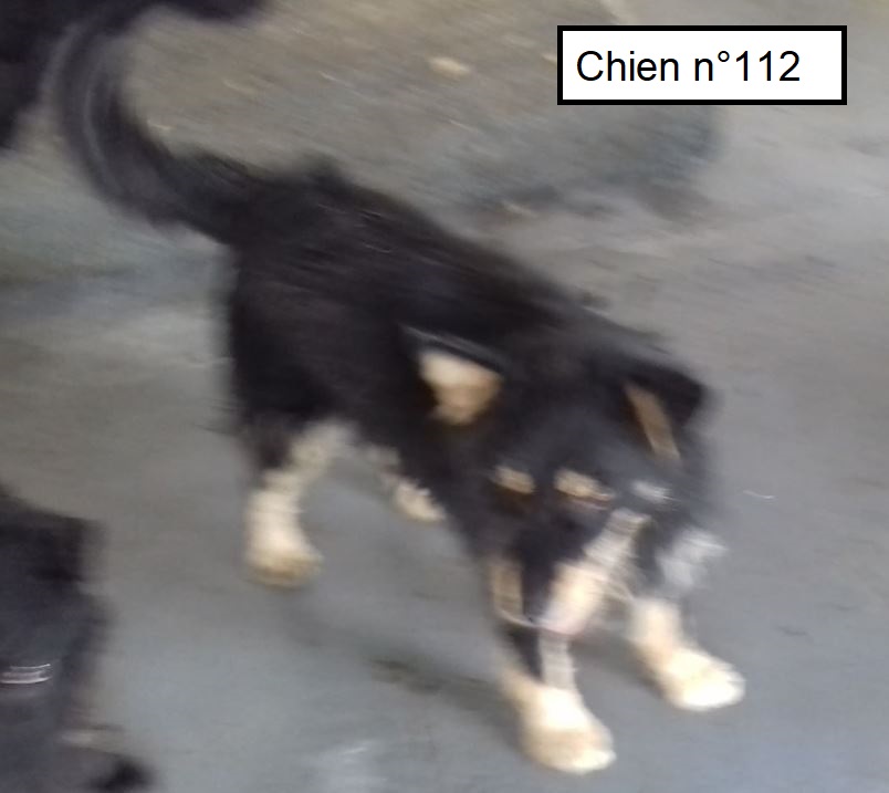 Chien n°112 - Mâle - BACKA 11210