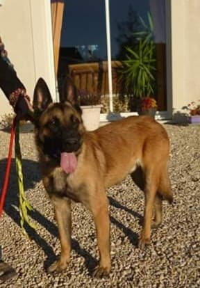 ULYSSE, M-Type malinois, né 2 septembre 2016 - En FA (depart89) TRES DYNAMIQUE Ulysse11