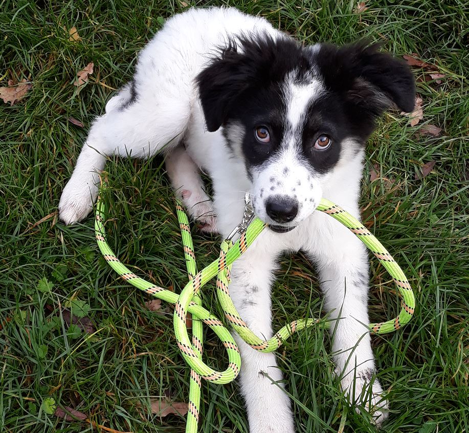 VLAD (ex GRENOBLE) - chiot mâle, de taille moyenne à l'âge adulte - né environ en juin 2020 - REMEMBER ME LAND - Adopté par Fabienne (27)  Vlad_215