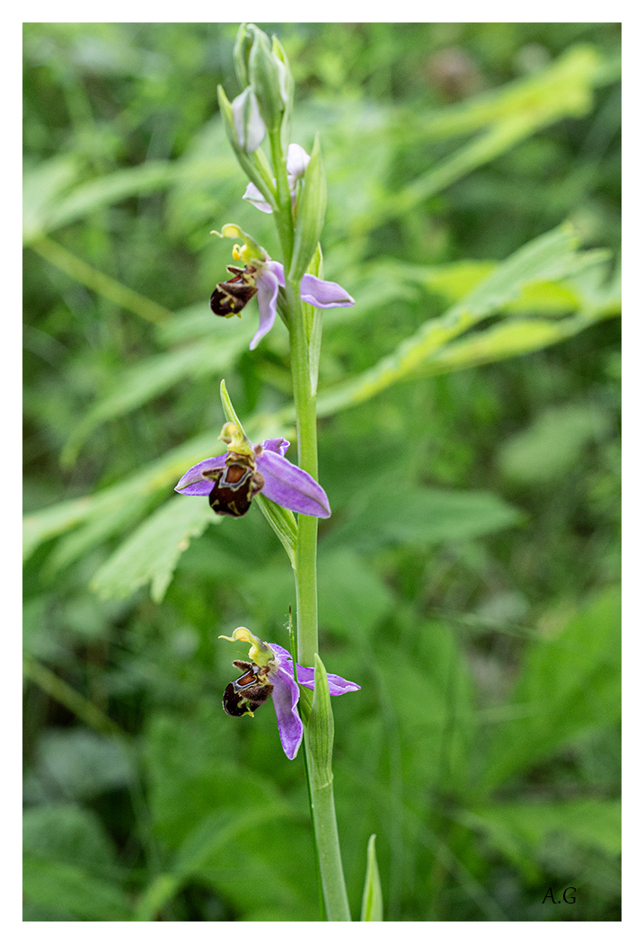 Orchidées sauvages Sans_883