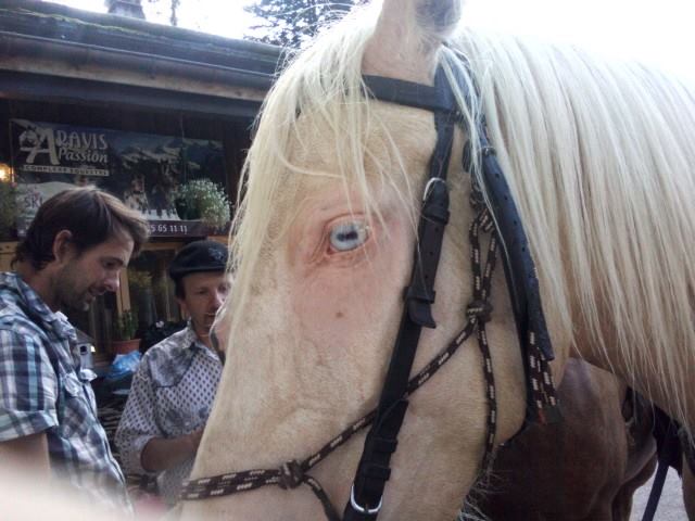cheval aux yeux bleus 11951410