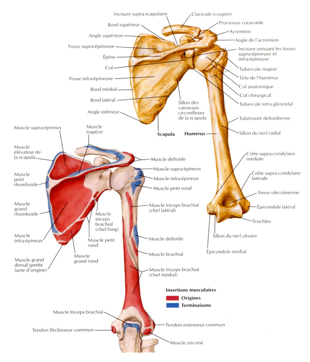 Col Anatomique et Col de l'humérus Fig39310