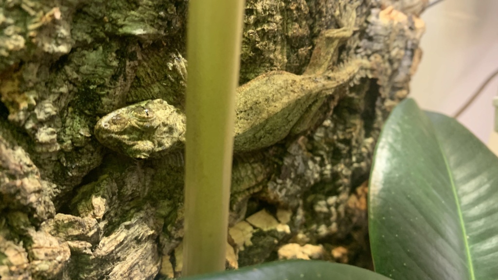 Probleme nourrisage Geckos Volant WC (Ptychozoon Kuhli) 86732e10