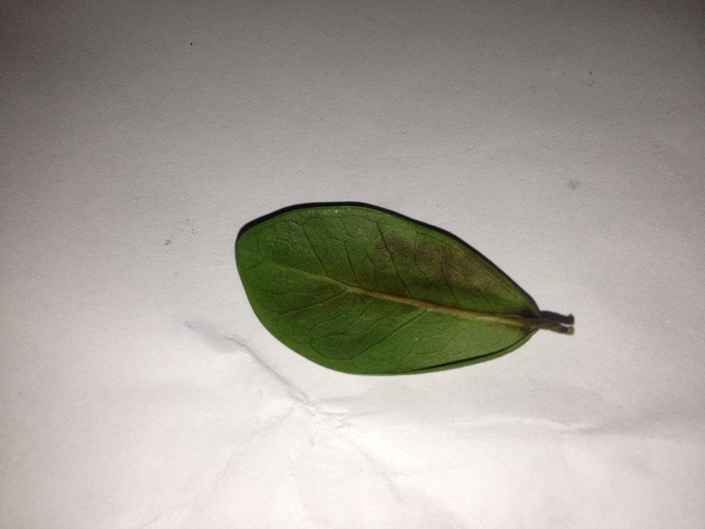 FICUS MICROCARPA - Caduta foglie, deformate con macchie nere (forse insetti) Img_3411
