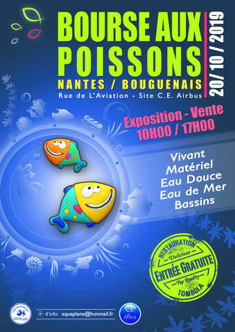 Néon Bleu Poissons Et Invertébrés Deau Douce Animalerie