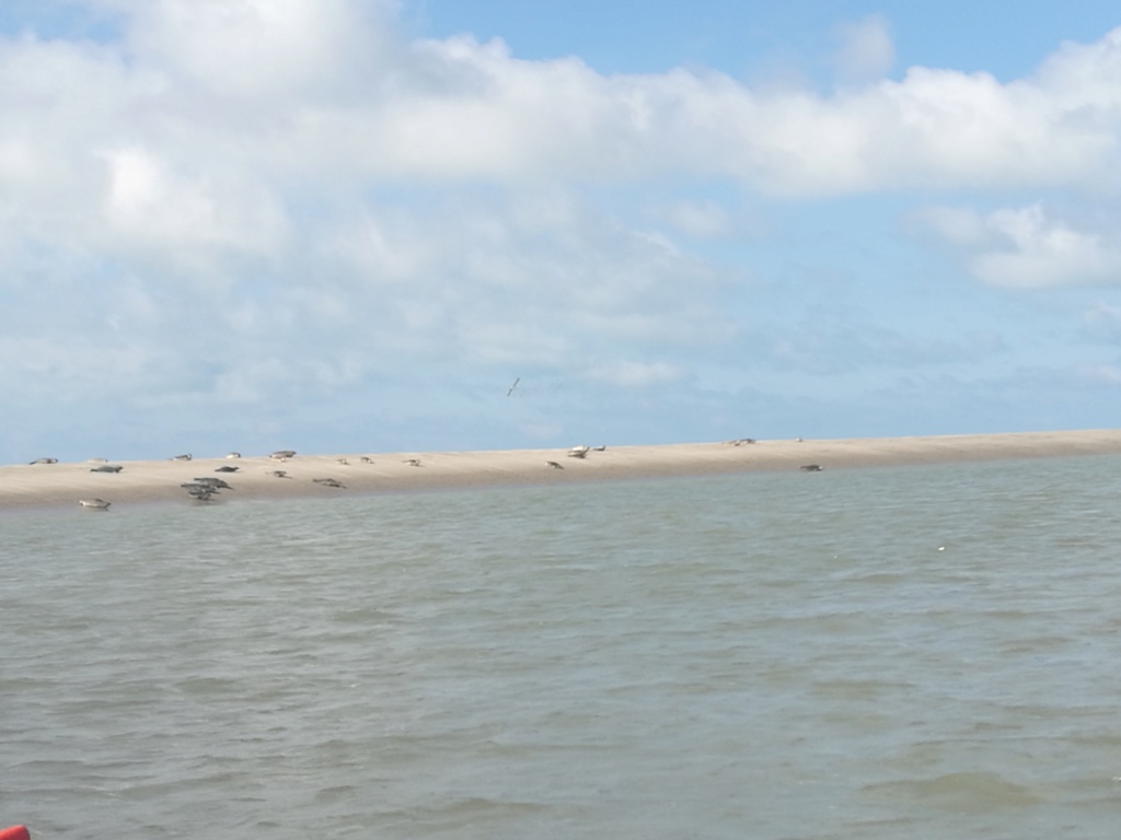 Sortie baie de Somme le 9 avril !  - Page 2 Img_2016