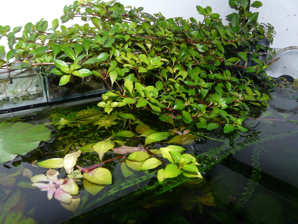 Ludwigia emergida y sumergida  P1020812