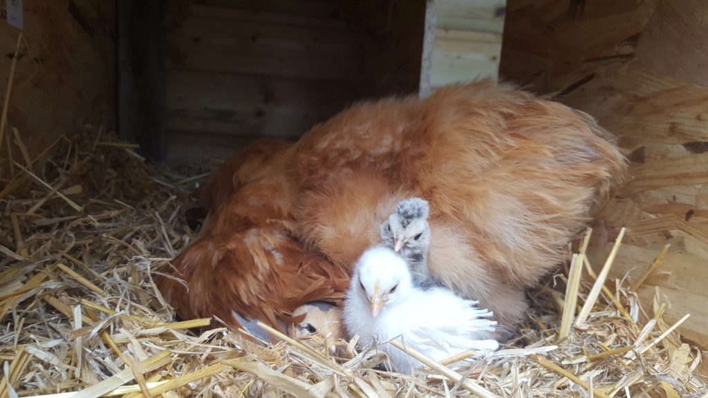 Adoption poussin à une poule qui couve 20190411