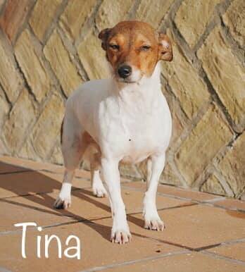 Chien - Tina - Brigada Animalista, Espagne - En FA dans le 68 - A l'adoption 10068110