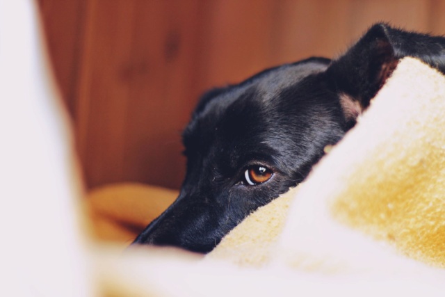 Chien - Chocapic - Brigada Animalia, Espagne - Réservée/Adoptée (Belgique)  10173710