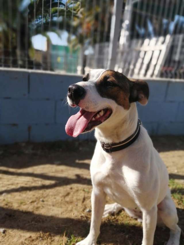 Chien - Hermione - Brigada Animalista, Espagne - Réservée/Adoptée (68) 89252610