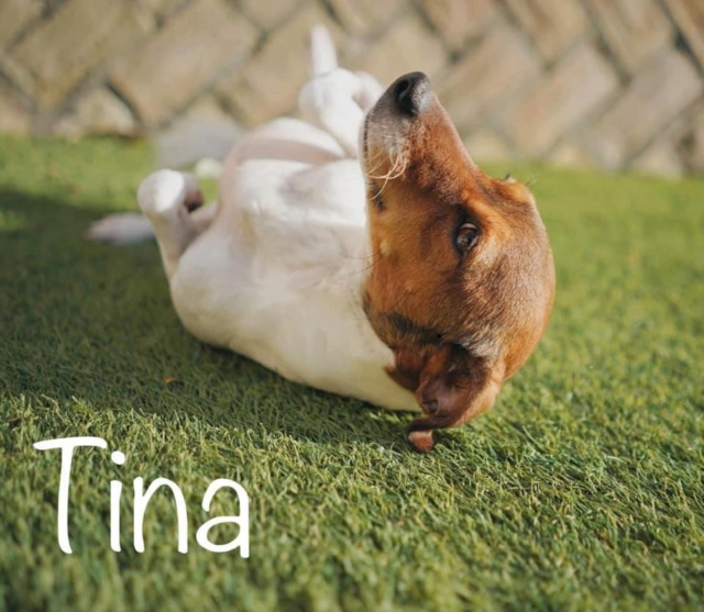 Chien - Tina - Brigada Animalista, Espagne - En FA dans le 68 - A l'adoption 99100710