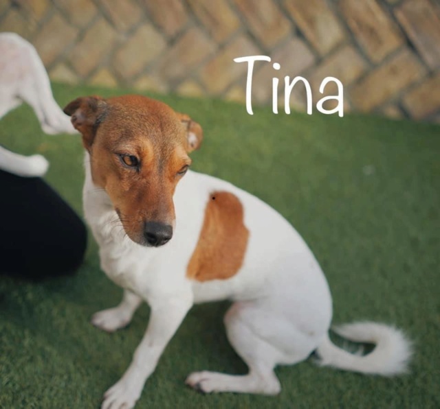 Chien - Tina - Brigada Animalista, Espagne - En FA dans le 68 - A l'adoption 99131910