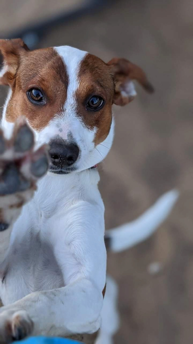 Chien - Autum - Siempré Contigo, Espagne - Adoptée ailleurs - Autum10