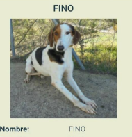 Chien - Fino - Puntanimals, Espagne - N'est plus à l'adoption  Chrome16