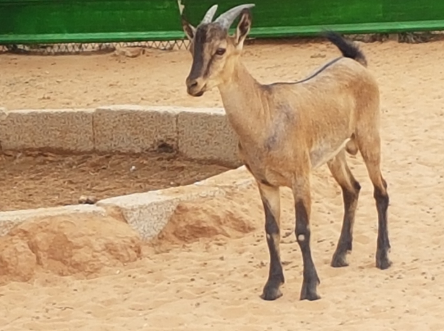 وعل نوبي حر للبيع 1442 Cs10