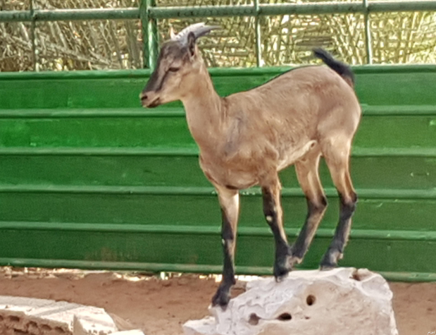 وعل نوبي حر للبيع 1442 Vsss10