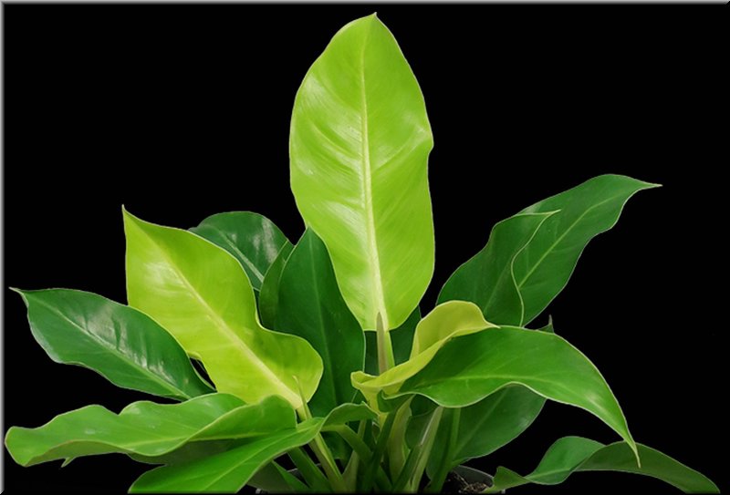 JARDINIER PARESSEUX - La plus récente trouvaille: les plantes d’intérieur autoéclairantes! Philod10