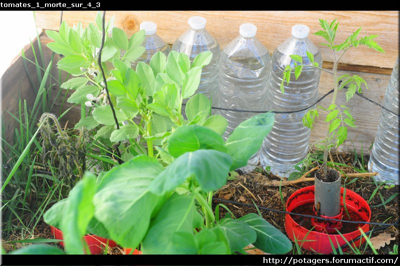 POTAGER d'Adrien - le potager en photos et en vidéo au fil des saisons Tomate12