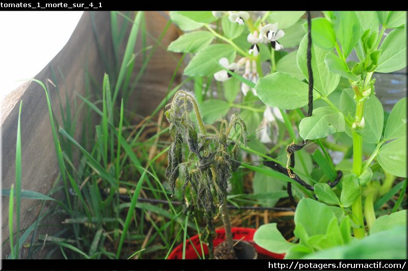 POTAGER d'Adrien - le potager en photos et en vidéo au fil des saisons Tomate13