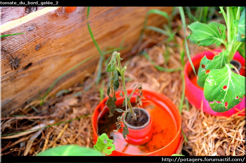 POTAGER d'Adrien - le potager en photos et en vidéo au fil des saisons Tomate15