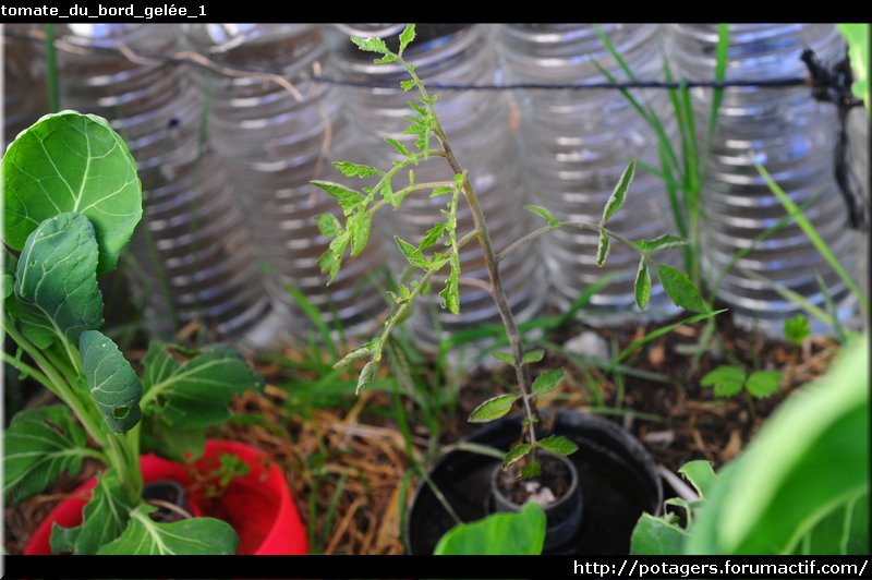 POTAGER d'Adrien - le potager en photos et en vidéo au fil des saisons Tomate16