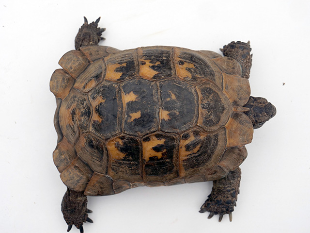 identification nouvelle tortue Dossie12