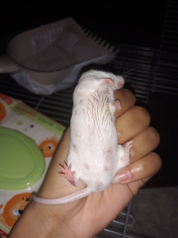 I think my mouse is ill 20201212