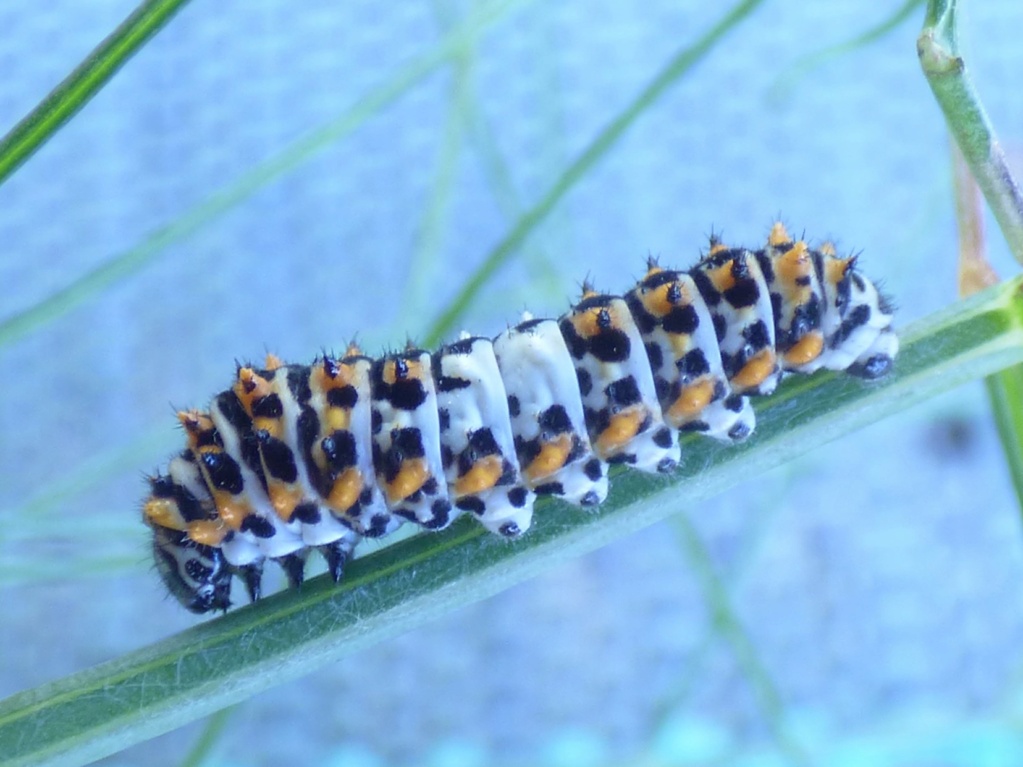 [Chenille de Papilio Machaon sur Oranger du Mexique] Nouvelle plante hote... Jeune_10